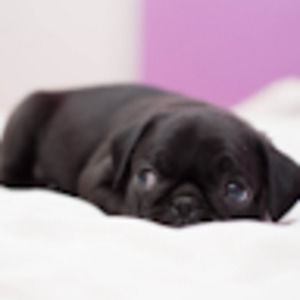 Meet your Posher, Maggie